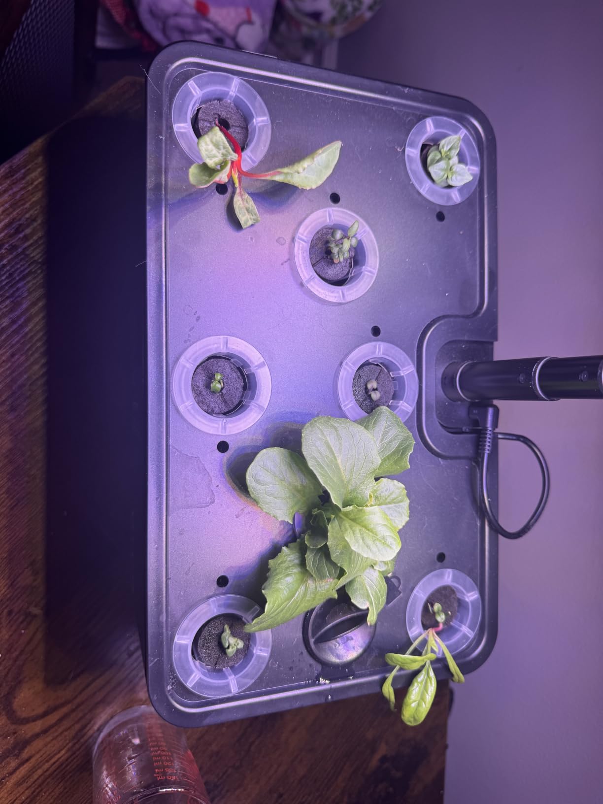 URUQ 8 Pods Hydroponics Growing System Garden: 8 Pods Indoor Herb Garden with Grow Light Plants Germination Kit Quiet Automatic Hydroponic Height Adjustable - Gardening Gifts for Women Kitchen customer photo 2