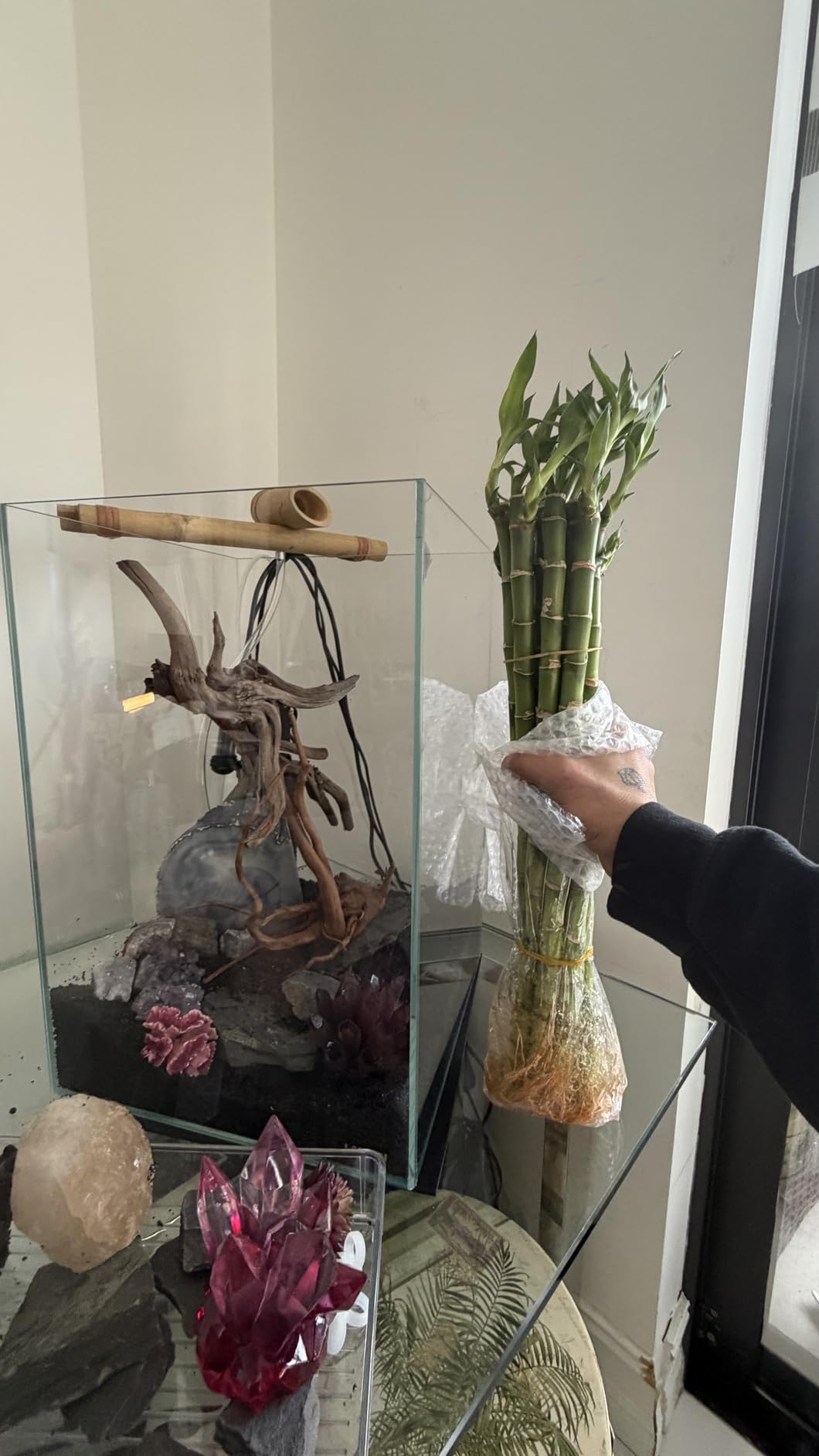Yagaliga Lucky Bamboo 10 Stalks 18