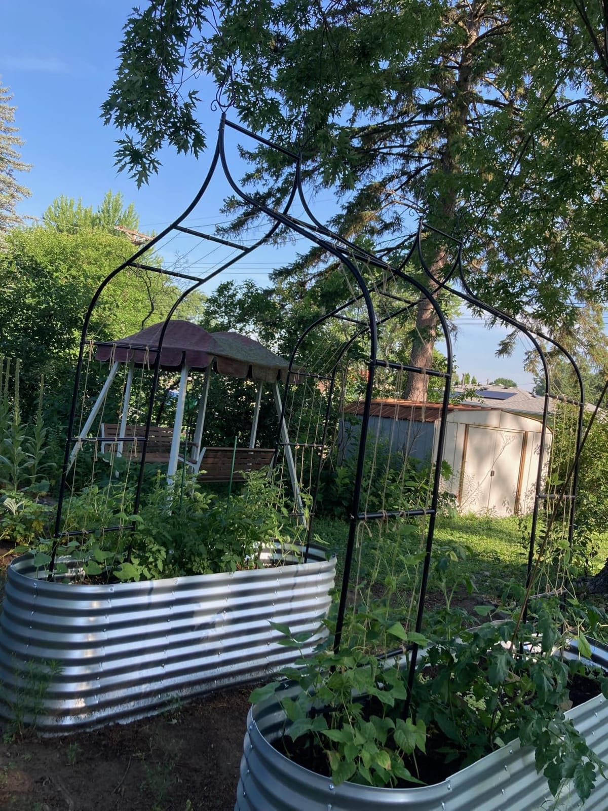 Thick Gothic Pointed Metal Garden Arch Rust-Proof for Climbing Vines Roses | 8.5 ft H x 4.8 ft W, 16mm Steel Tube Arbor for Plants, Clematis, Jasmine, Party Decor for Wedding, Halloween, Xmas customer photo 2
