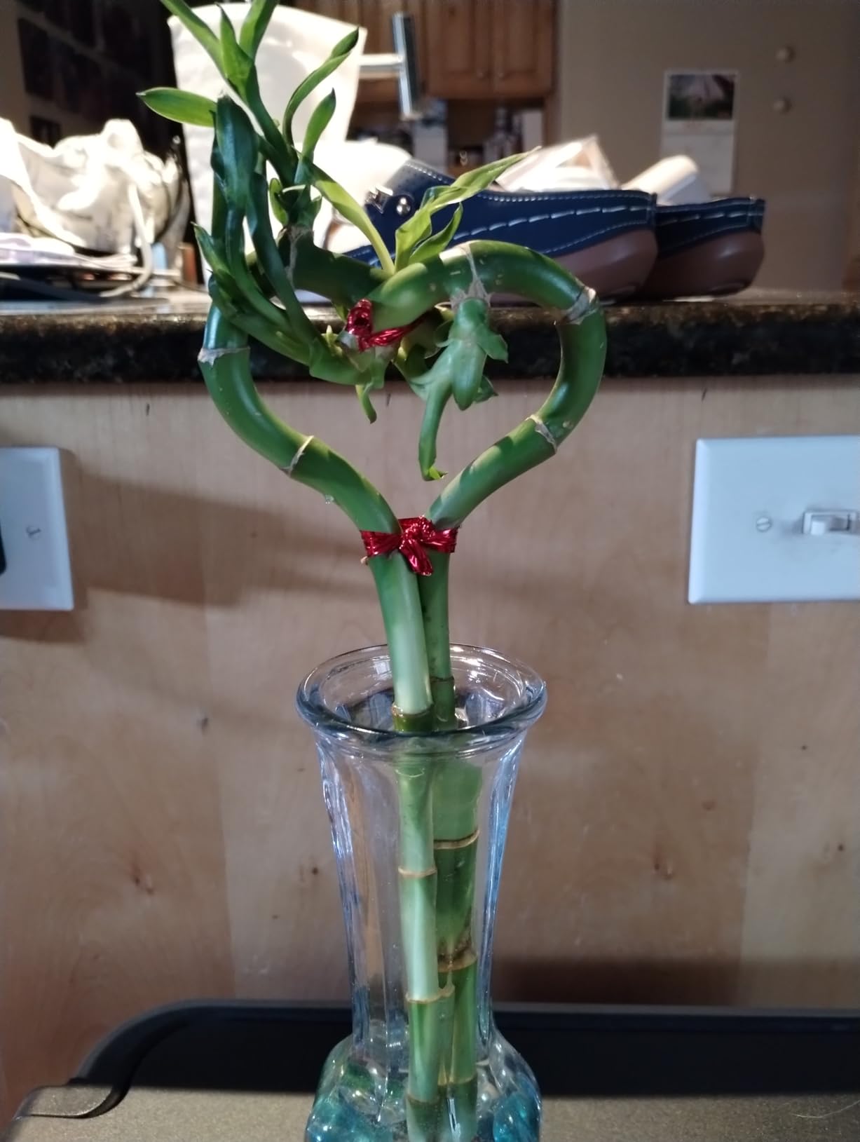Heart Shaped Lucky Bamboo - 12