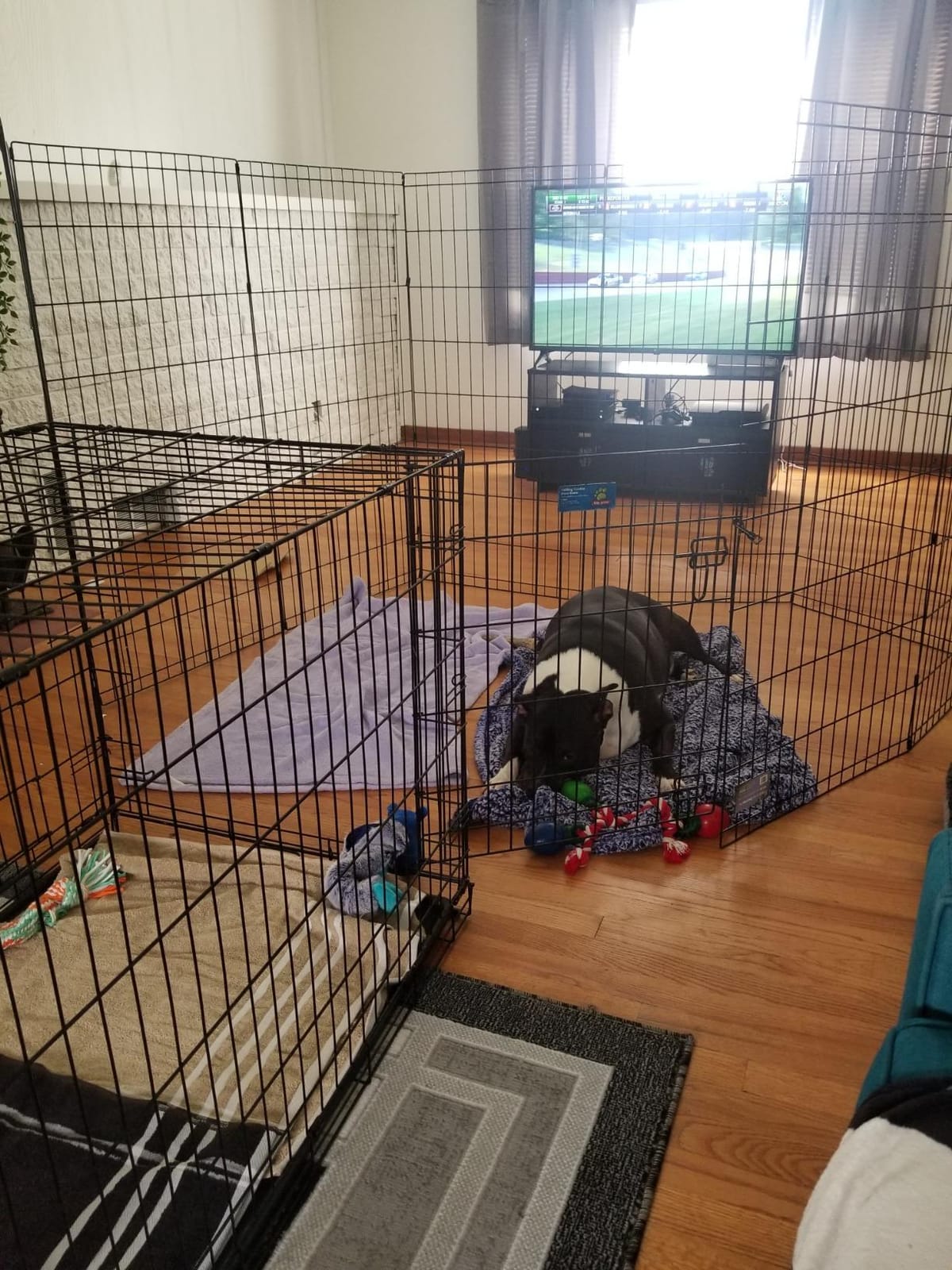Midwest 24-Inch Exercise Pen, No Door, 16 Sq Ft Play Area | for Indoor and Outdoor Use, No Door Design for Maximum Security, Easy to Set Up, Foldable Playpen customer photo 2