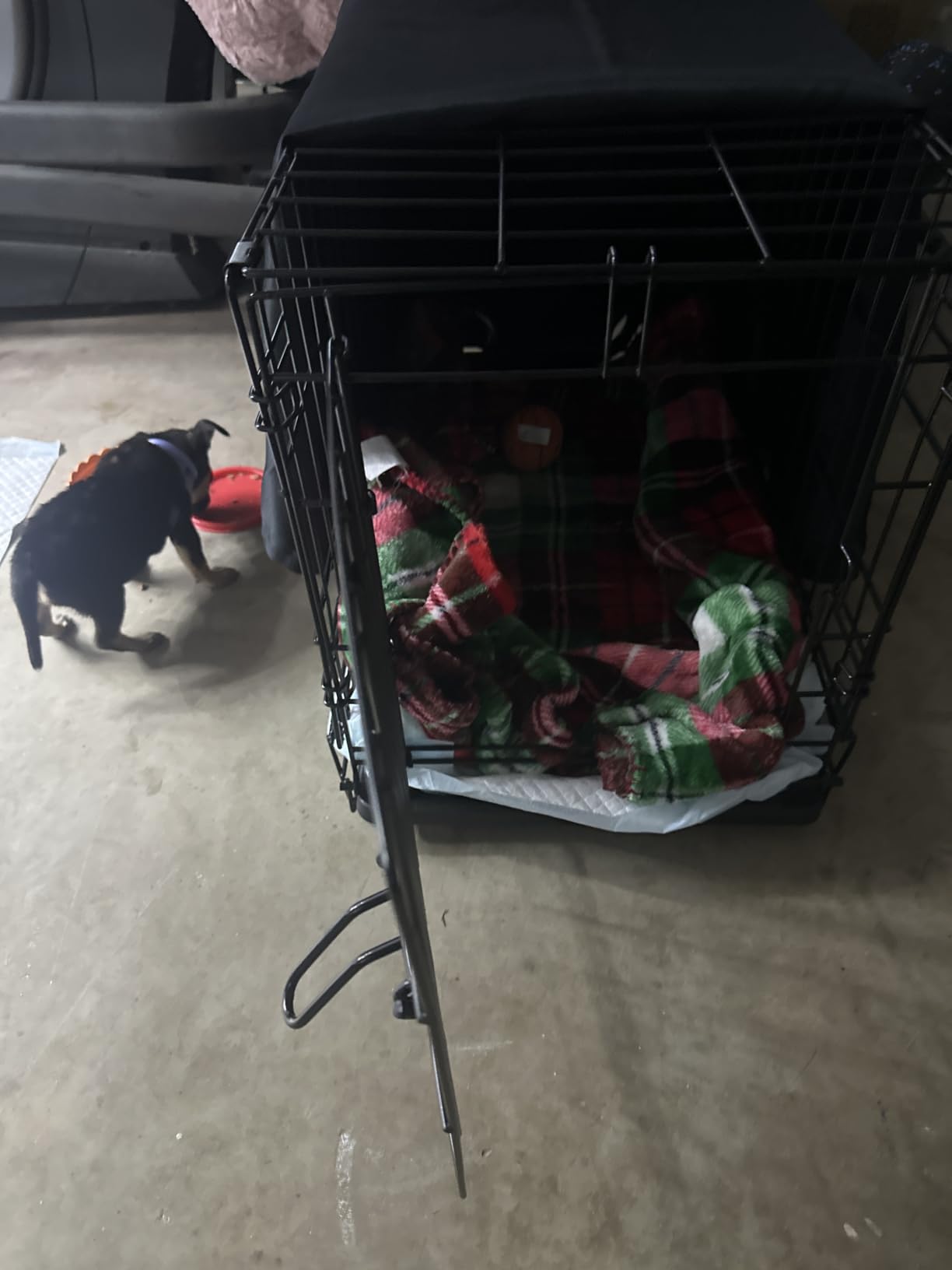 Midwest 48-Inch Single Door iCrate, for Extra-Large Breeds, 90-110 lbs | Folding Dog Crate with Divider Panel, Leak-Proof Tray & Secure Latches, Portable, Durable & Easy to Assemble customer photo 2