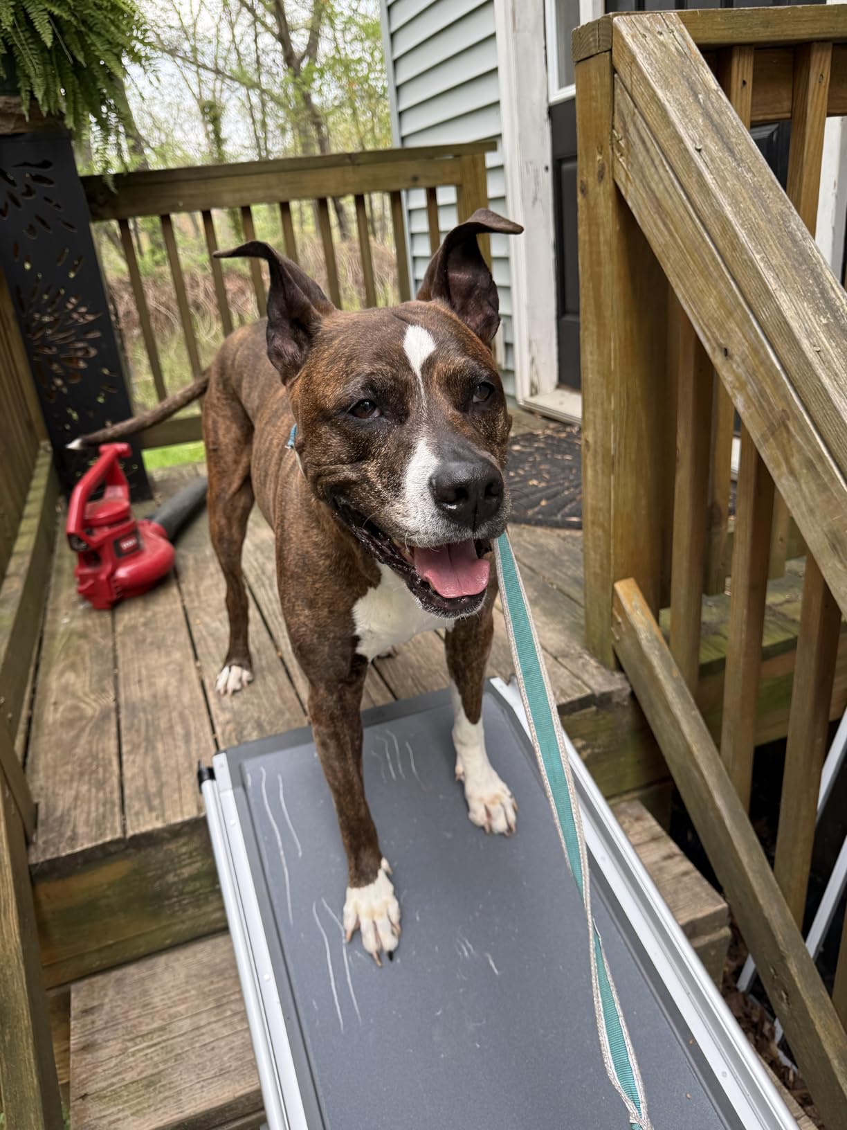Solvit 62337 Deluxe Telescoping Pet Ramp, Standard (62305) | Extends 39-72 in to Reach Vans & SUVs, High-Traction Surface, Side Rails, Folds with Safety Latch, Supports Dogs up to 400 Lb customer photo 1