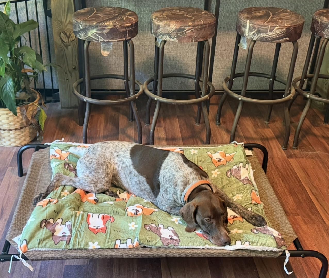 Coolaroo Original Elevated Dog Bed - Breathable Off-The-Ground Pet Bed with Cooling Fabric, Joint Relief & Moisture-Resistant Fabric, 100% Recyclable, Easy Clean, Grey, Medium customer photo 2
