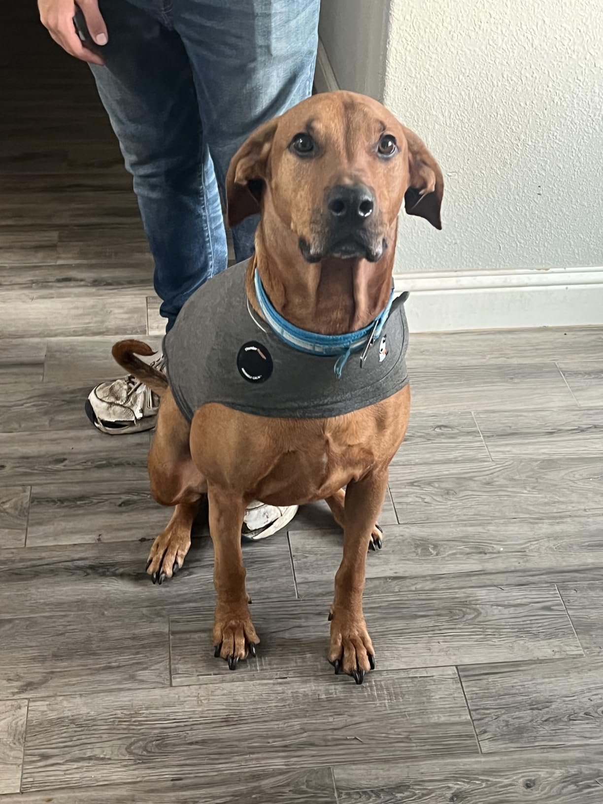 ThunderShirt for Dogs Calming Anxiety Vest, Medium, Heather Gray | Skin-Friendly Dog Anxiety Shirt, Helps Reduce Stress from Thunder, Fireworks & Travel customer photo 2
