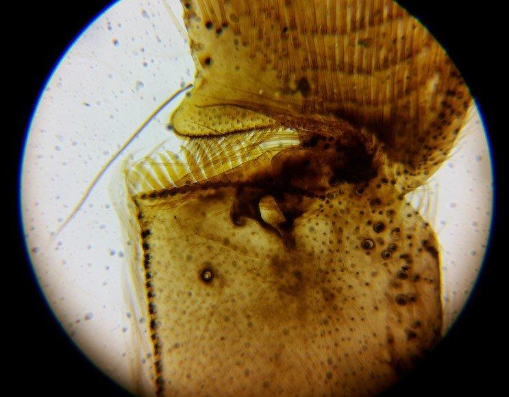 AmScope PS50 Prepared Microscope Slide Set, 50 Slides customer photo 2
