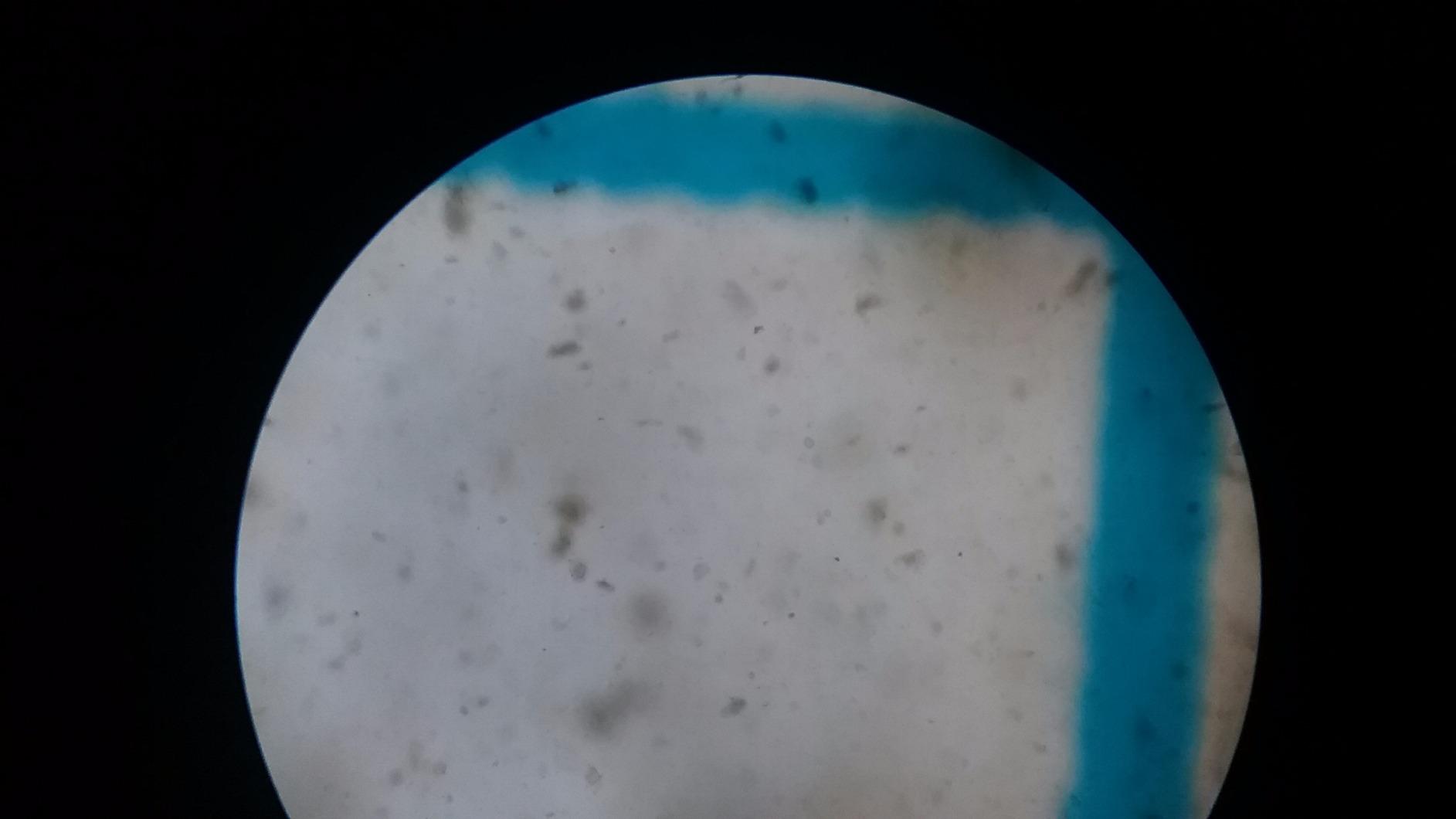 AmScope B120C-E1 LED Binocular Compound Microscope, 40X-2500X customer photo 2