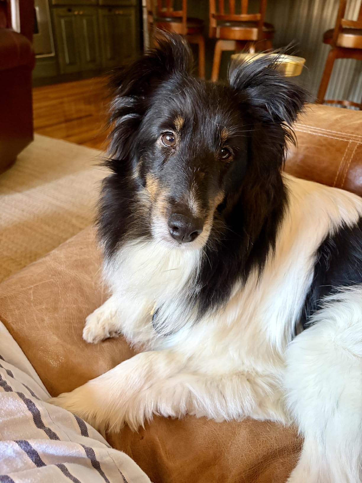 Happy Hoodie The Original Dog & Cat Calming Band for Noise & Anxiety Relief | 2008 US brand. Compression fabric, soft & stretchy, reduces noise & eases stress during storms, fireworks, grooming and more! customer photo 1