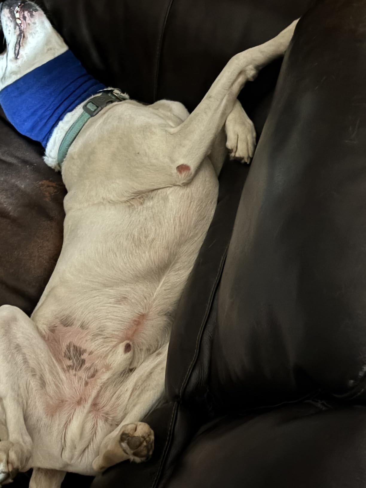 Happy Hoodie The Original Dog & Cat Calming Band for Noise & Anxiety Relief | 2008 US brand. Compression fabric, soft & stretchy, reduces noise & eases stress during storms, fireworks, grooming and more! customer photo 2