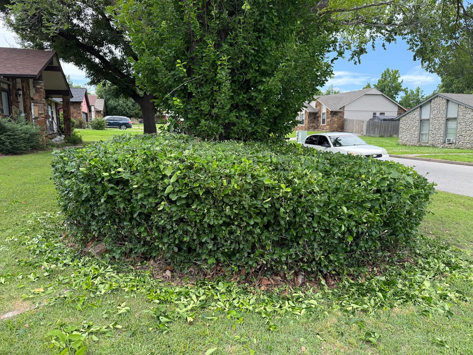 BLACK+DECKER Electric Hedge Trimmer, 17-Inch Corded 3.2 Amp, Dual Action, Reduced Vibration, Cleaner Cut, Lightweight, 3800 Cuts per Min (BEHT150) customer photo 1