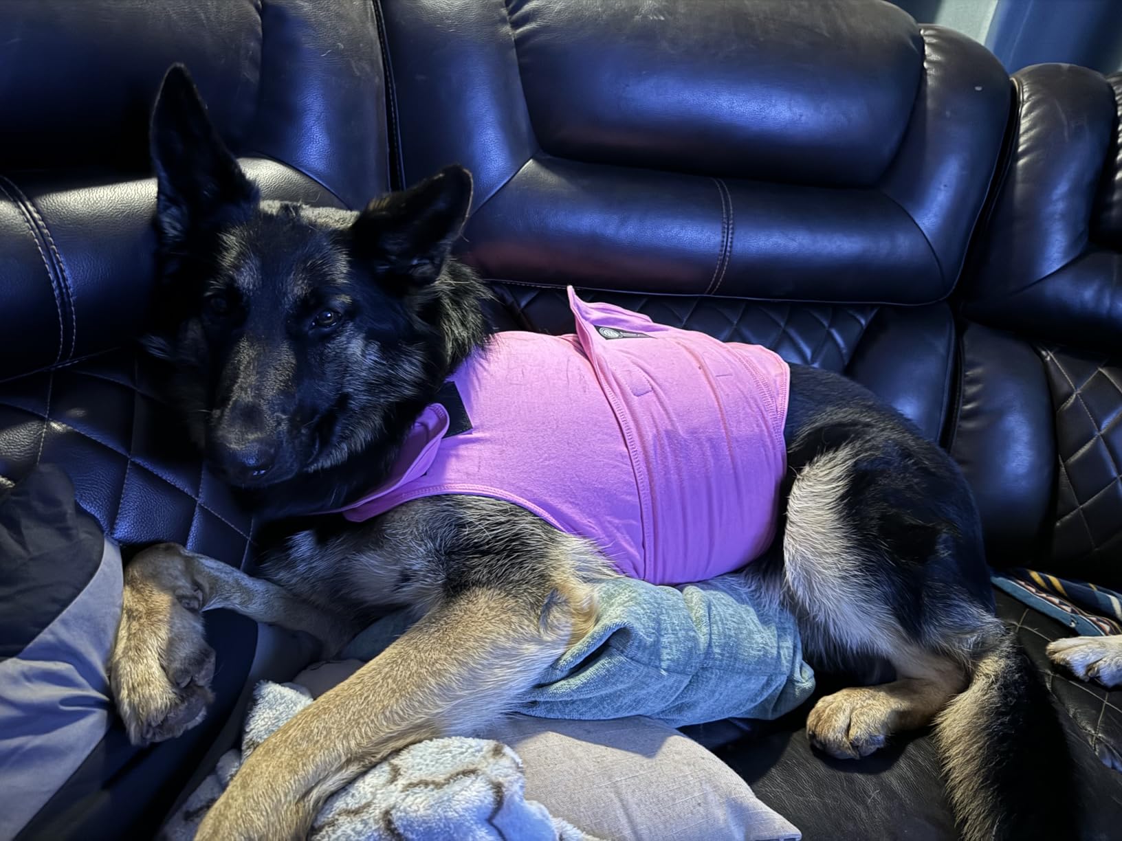 AKC - American Kennel Club Anti Anxiety and Stress Relief Calming Coat for Dogs, Essential for Thunderstorm season and 4th of July Fireworks- Pink, X-Small customer photo 2