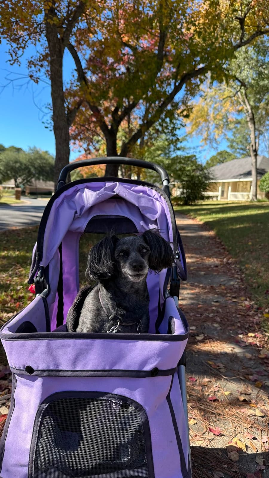 BestPet | 4-Wheel Foldable Pet Stroller | Black | Lightweight & Portable | Travel Carrier with Mesh Windows, Storage Basket, Cup Holder, Safety Brakes, and Waterproof Fabric | For Small Dogs and Cats customer photo 1