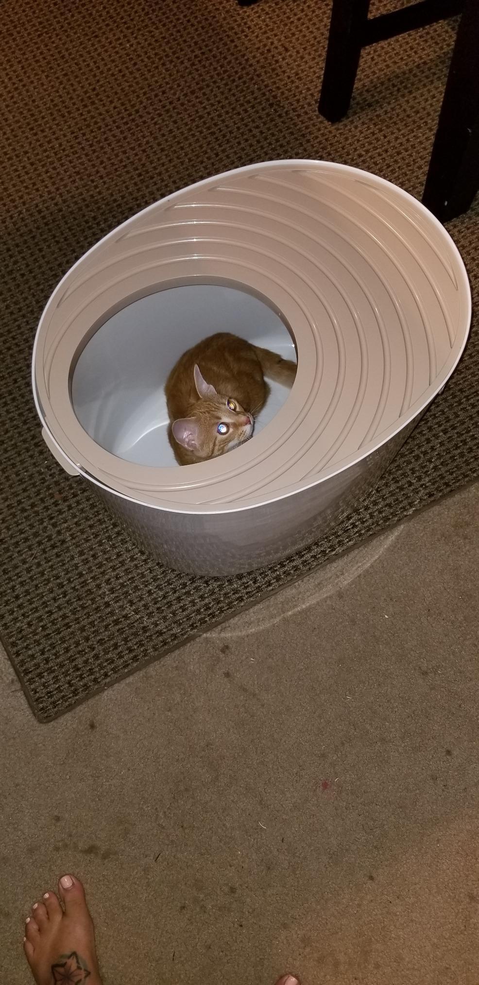 IRIS USA Large Top Entry Cat Litter Box, Hooded Privacy, Beige/White customer photo 2