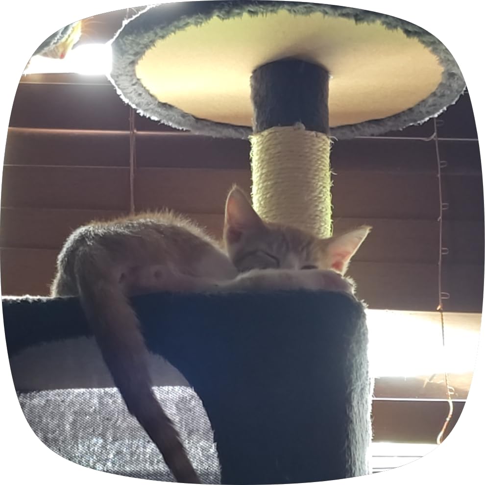 Yaheetech 54in Cat Tree Tower, 2 Caves, Kitten-Ear Perch & Scratching Posts customer photo 1
