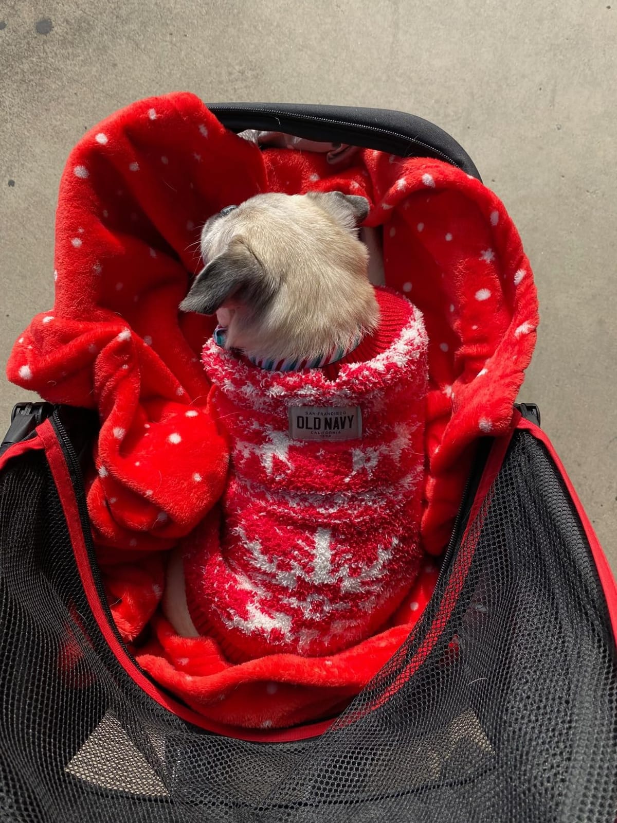 ROODO Escort 3 Wheel Dog Cat Pet Stroller for Small/Medium Dogs Cats Best Lightweight Foldable Portable Compact Jogger All Terrain Travel Pet Gear System Puppy Doggie Bunny Kitty Stroller (Grey) customer photo 1