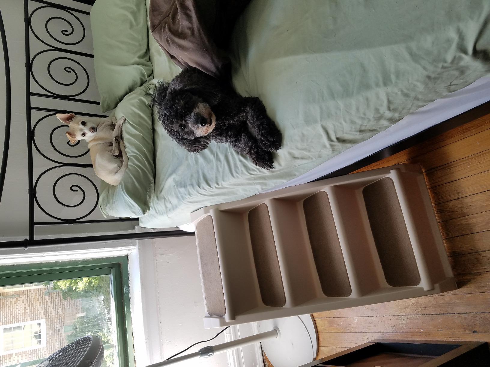 PetSafe CozyUp Folding Dog Stairs, 20 in Tall, Gray | Portable & Foldable 4-Step Stairs, Non-Skid Feet, Side Rails, Dog Steps for Bed, for Dogs up to 200 Lb customer photo 2