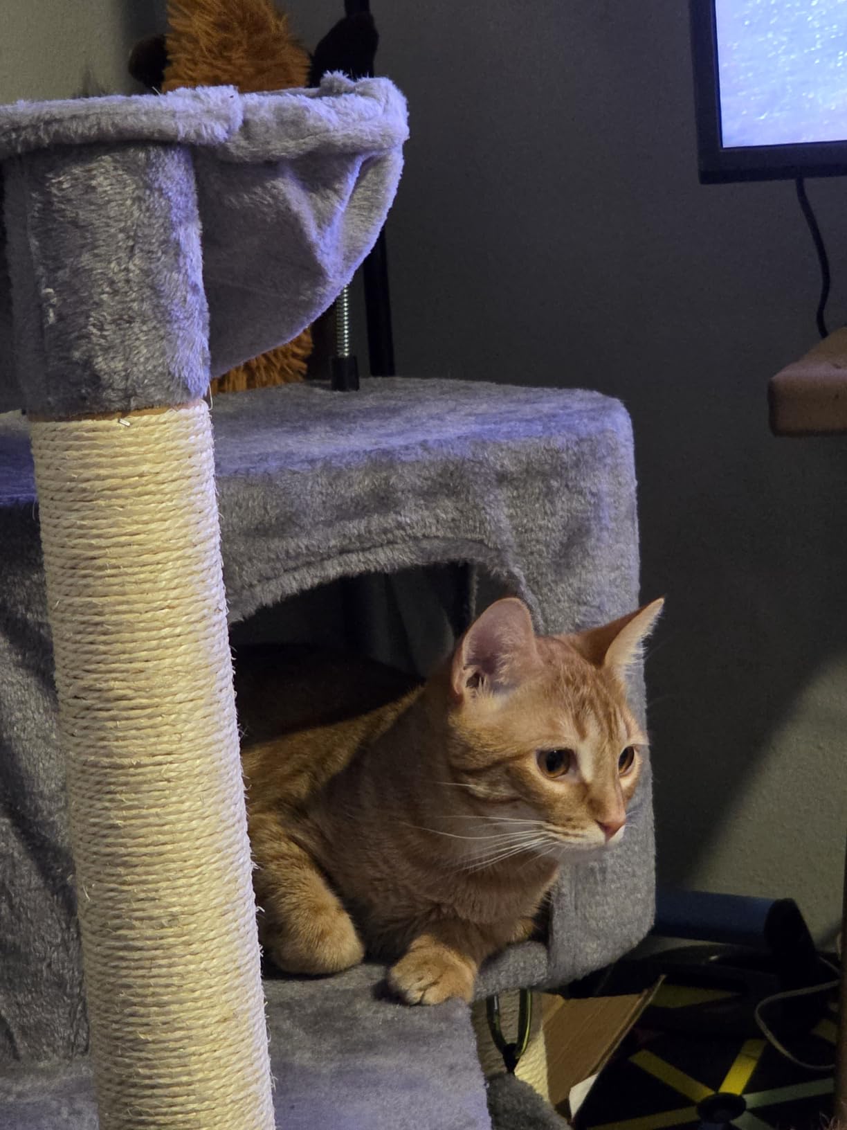 YUNIQUE Cat Tree with Cat Condo and Big Hammock, Grey customer photo 1
