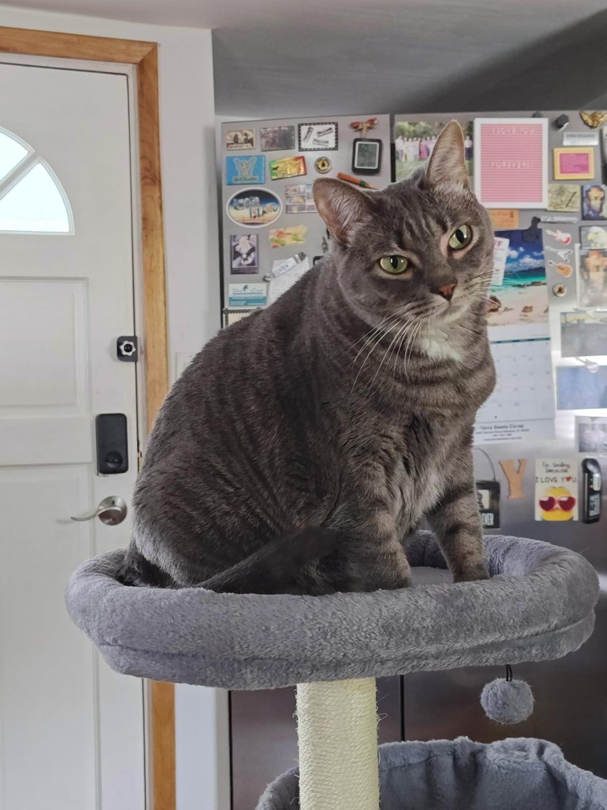 YUNIQUE Cat Tree with Cat Condo and Big Hammock, Grey customer photo 2