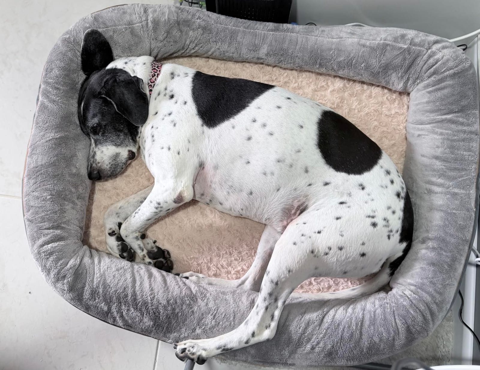 JOYELF XXLarge Memory Foam Dog Bed, Orthopedic Dog Bed & Sofa with Removable Washable Cover for Large Dogs customer photo 2