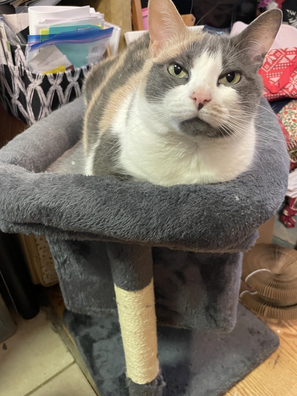Yaheetech 23.5in Small Low-Profile Cat Tower with Scratching Posts | Space-saving 16x16in base, Soft Plush Cover, Solid Particleboard Frame, Fits Tiny Apartments, Dark gray customer photo 2
