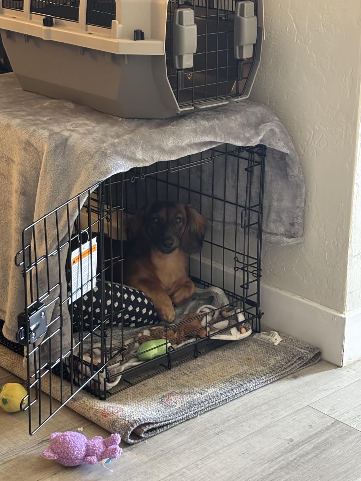 Amazon Basics Portable Metal Wire Dog Crate with Removable Tray, Single Door with Divider Panel, Foldable, Collapsible, Easy to Assemble & Clean, 36