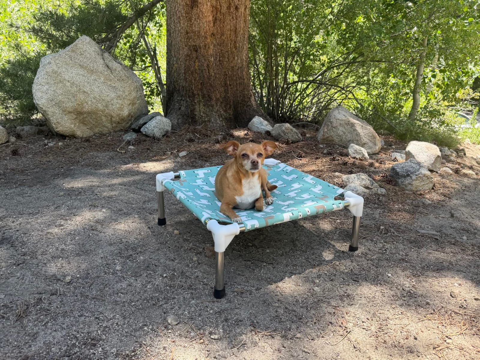 Elevated Dog Bed Pet cot for Small Dogs, Indoor and Outdoor Use | Alpaca Print, Breathable Fabric, Stainless Steel Frame, Anti-Slip Feet customer photo 1