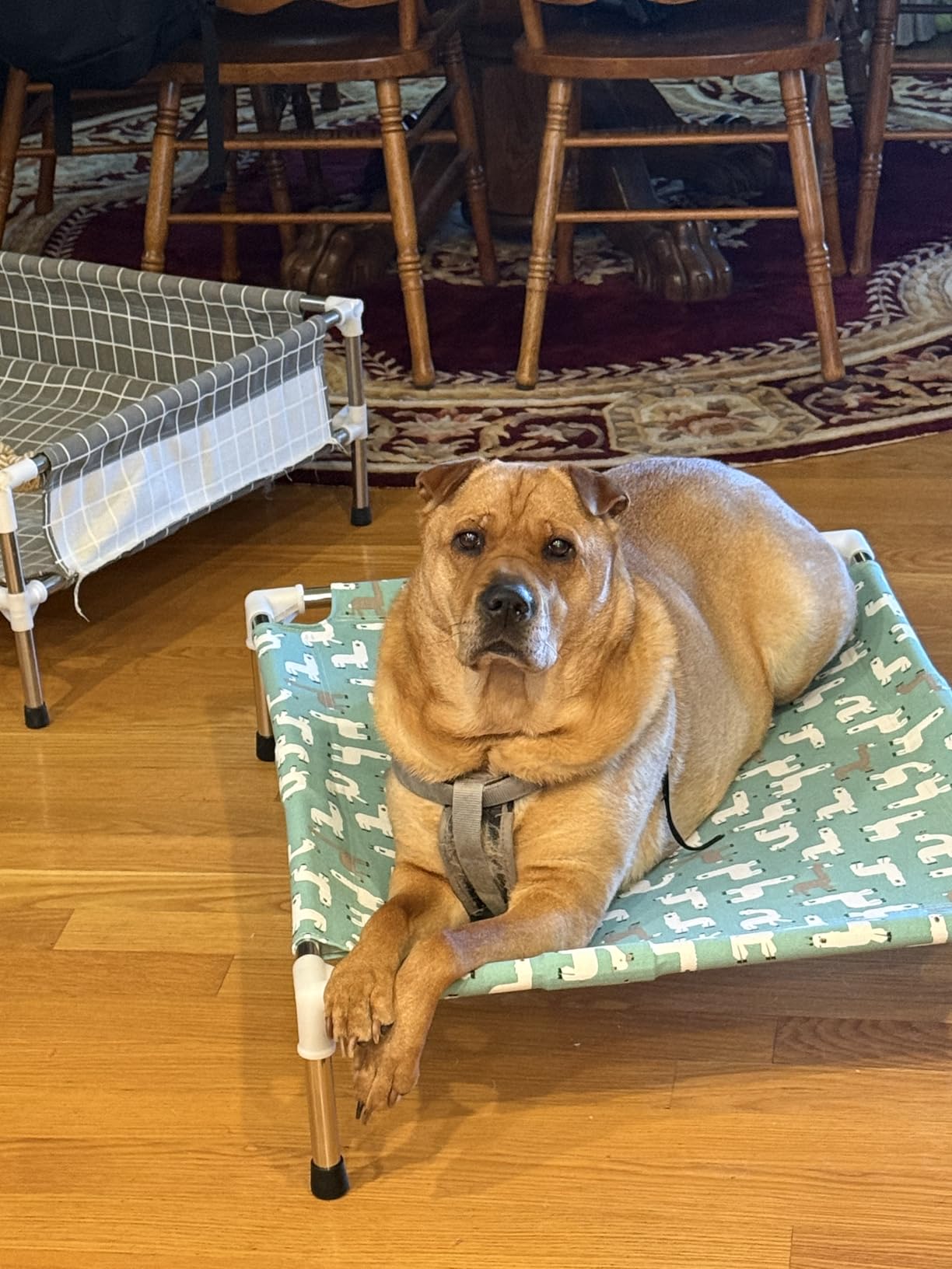 Elevated Dog Bed Pet cot for Small Dogs, Indoor and Outdoor Use | Alpaca Print, Breathable Fabric, Stainless Steel Frame, Anti-Slip Feet customer photo 2