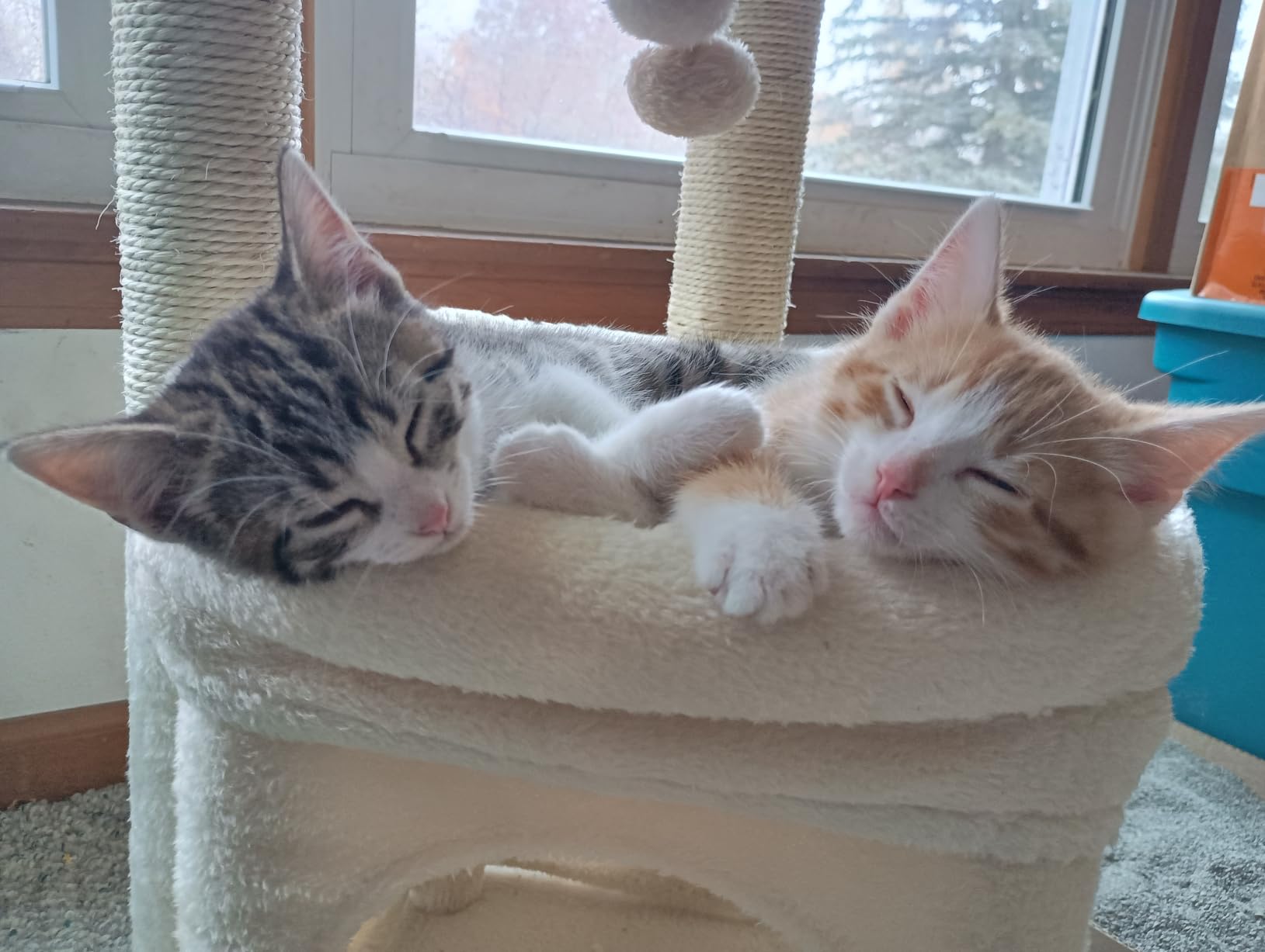 PEQULTI Small Cat Tree Tower for Indoor Cats, Sisal Post & Cozy Condo Beige customer photo 1