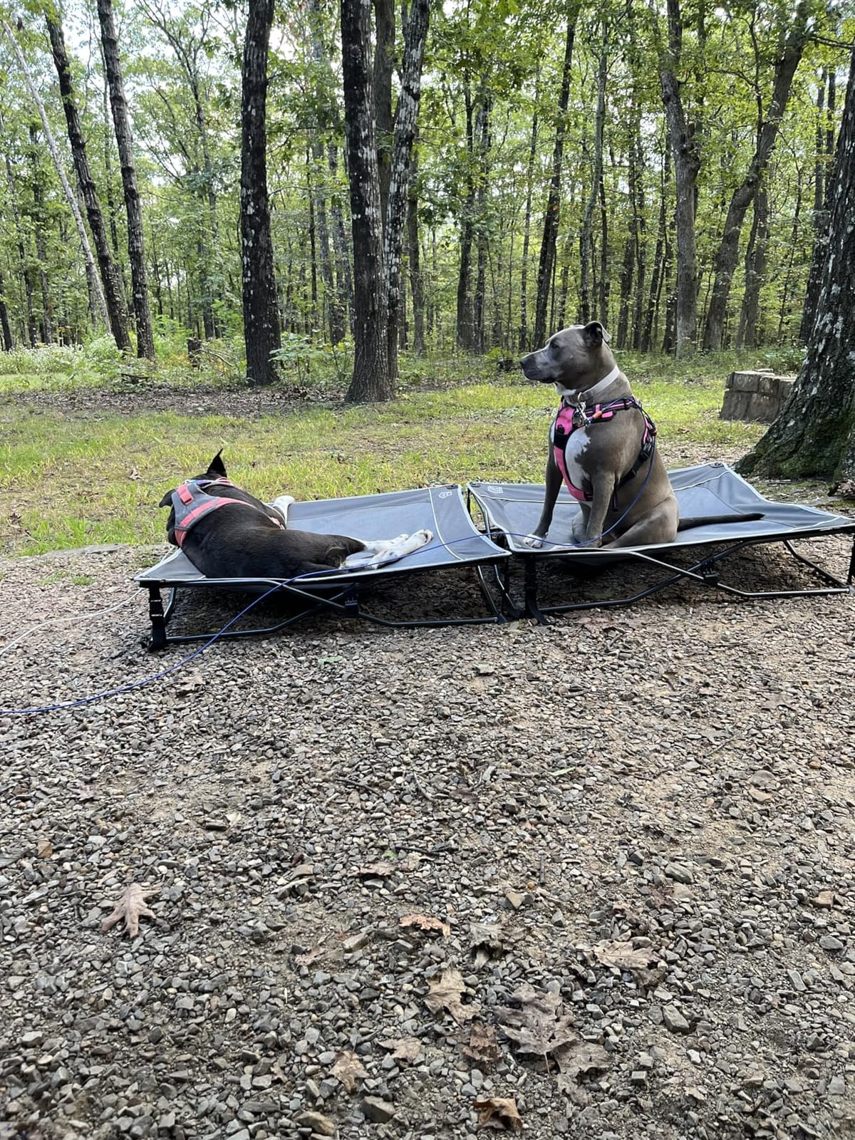 TIMBER RIDGE Outdoor Dog Bed, Cooling Elevated Pet Bed Portable Raised Dog Bed with Breathable Mesh, Dog Bed Foldable Dog Cot for Indoor & Outside, Grey customer photo 2