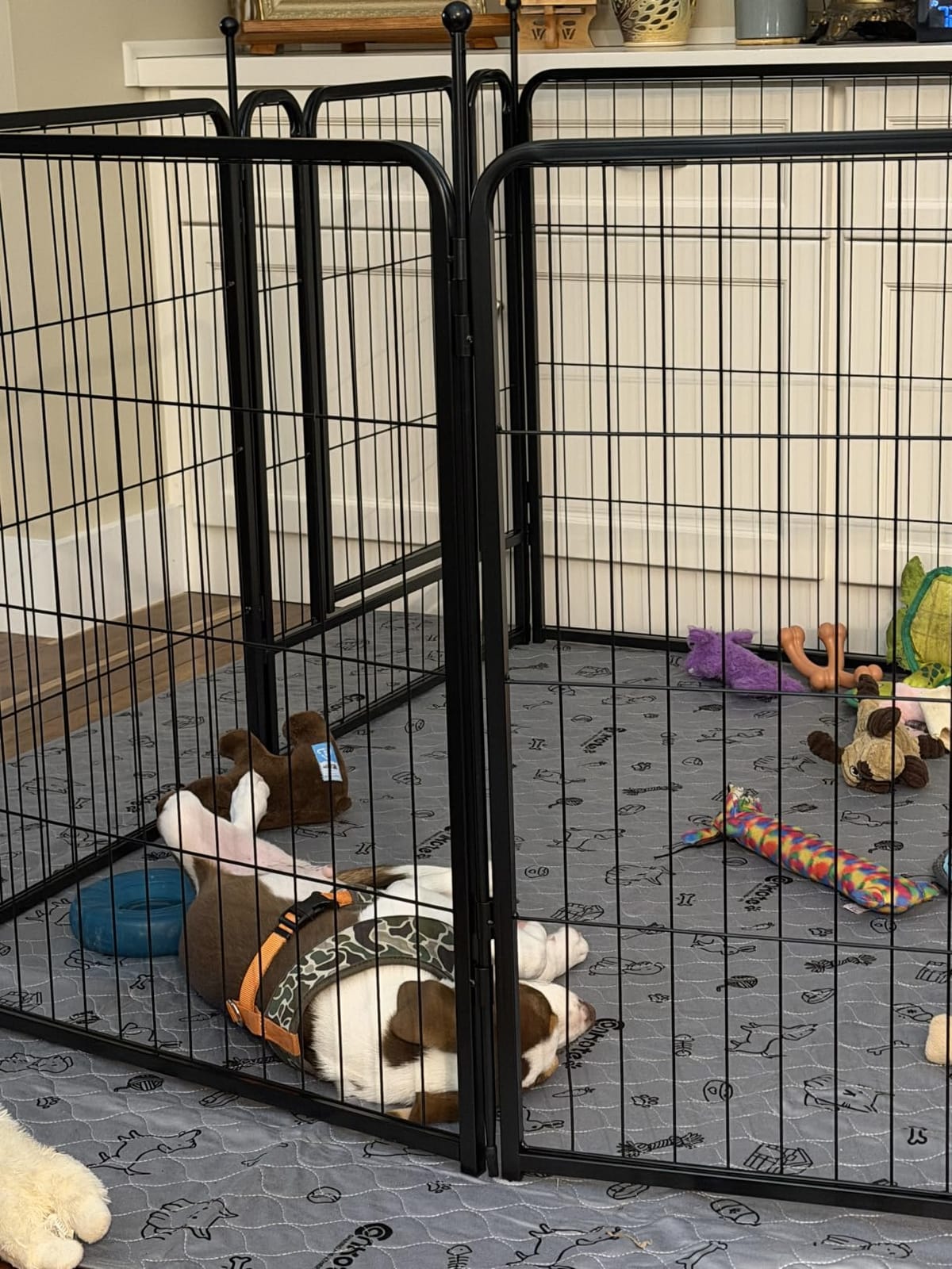 FXW Rollick Dog Playpen, Indoor, Yard & RV Camping, 40