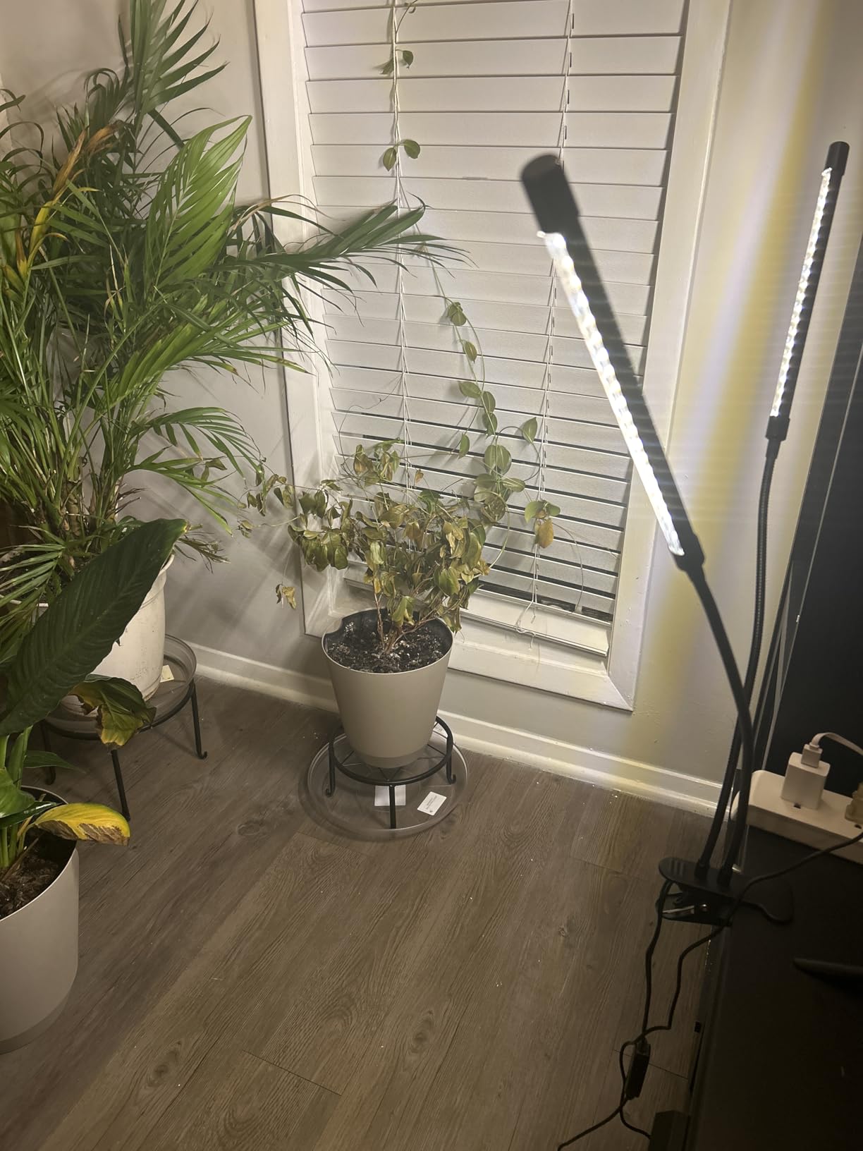 bseah Grow Light Plant Lights for Indoor Plants, Full Spectrum Led Growing Lamp with 3/9/12H Timer, Auto ON & Off, 10 Dimmable Lightness Clip-On Desk customer photo 2