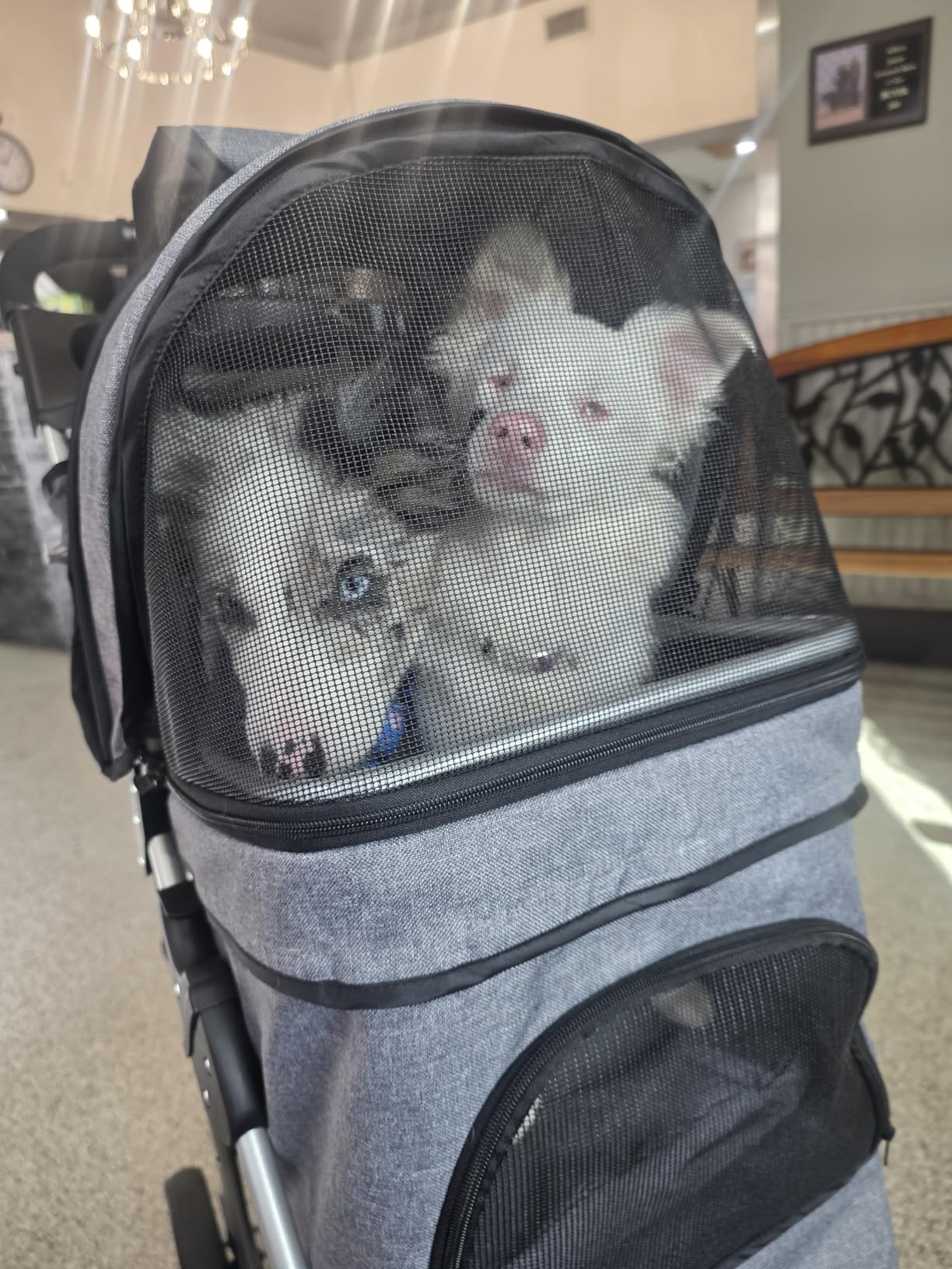 MoNiBloom Pet Stroller for Small/Medium Dogs and Cats up to 33 lbs, Black | Foldable Dog Stroller 3 Wheels Pet Strolling Cart w/ Storage Basket Cup Holder, Breathable and Visible Mesh for All-Season customer photo 2