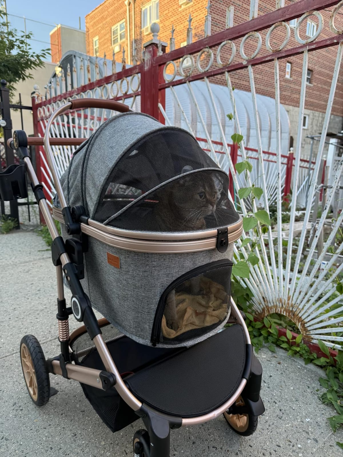 Bicystar Dog Stroller with Detachable Carrier, Rubber Wheels, 50 lbs, Grey | 3-in-1 stroller and car seat, real solid rubber wheels, fits 2 small or 1 medium pet, foldable frame customer photo 2