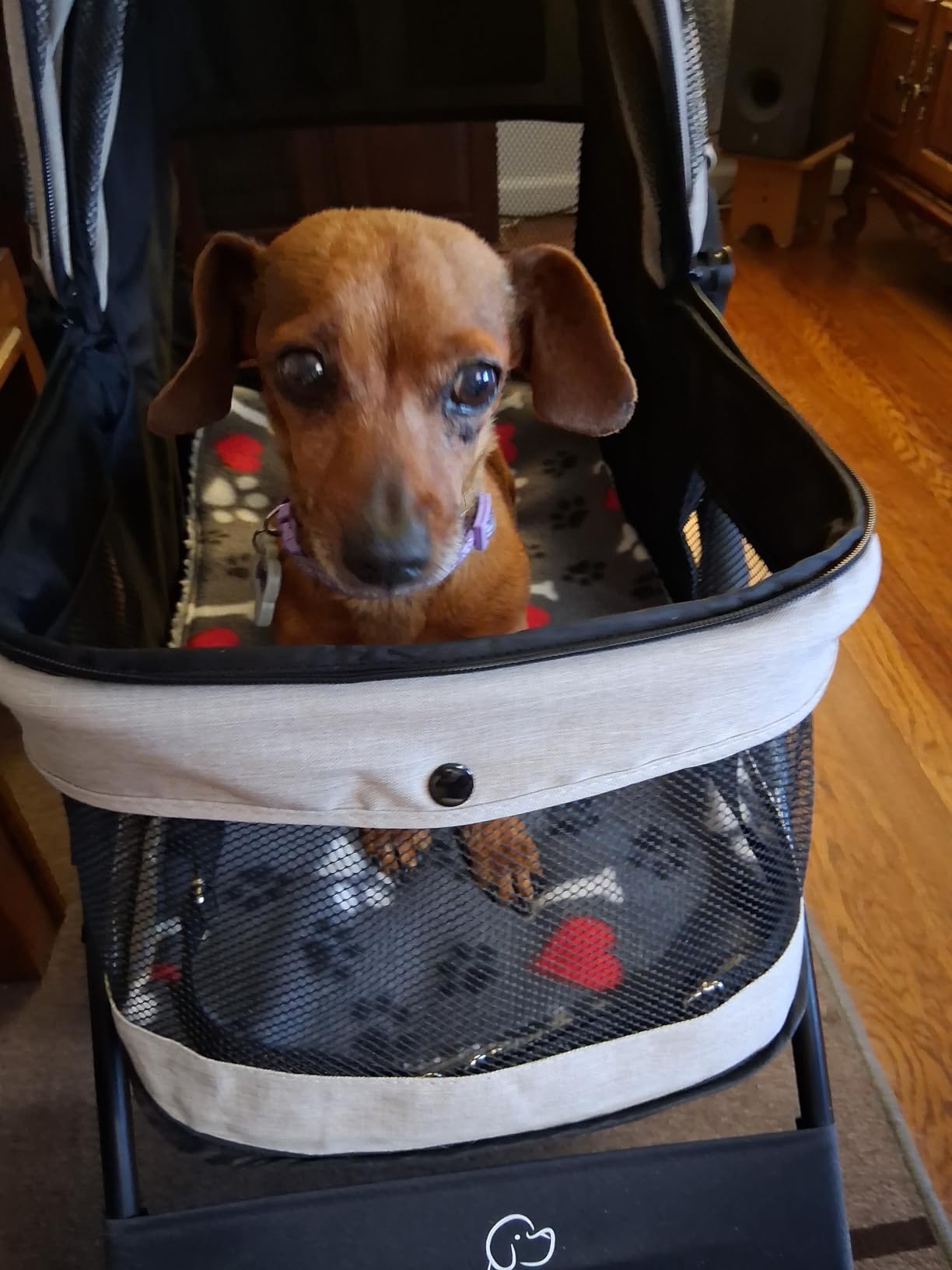 ROODO 4 Wheel Dog Cat Pet Stroller Best Lightweight Foldable Compact Portable Jogger All Terrain Travel Pet Gear Puppy Dogie Bunny Kitty Stroller for up to 30lbs Medium Small Dogs Cats (Sage Green) customer photo 2