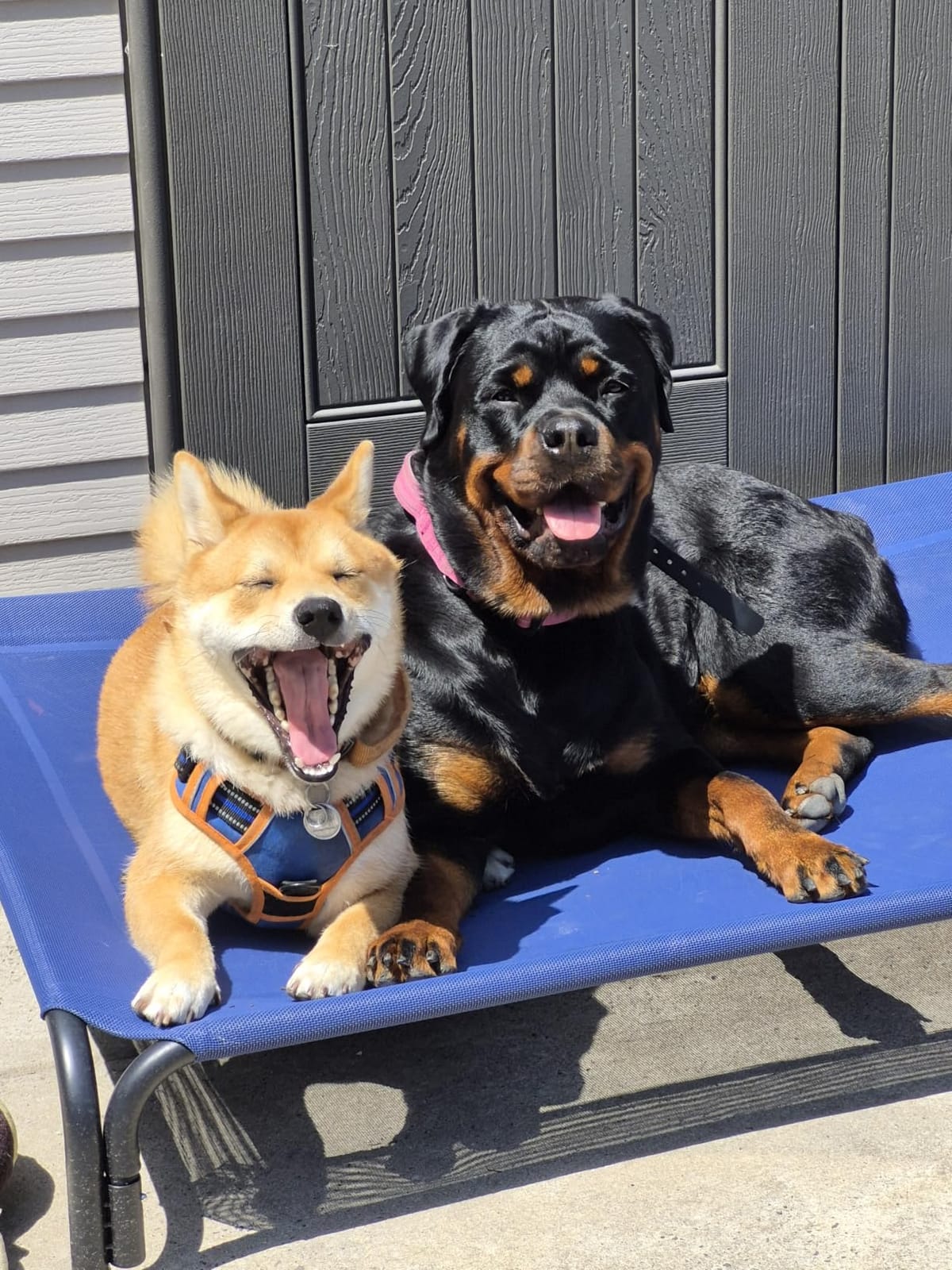 Czpalo Outdoor Elevated Dog Bed for Large Sized Dogs, No-Tool Assembly. Raised design promotes airflow. Tool-free assembly, easy-to-clean mesh, portable, with anti-skid feet. Indoor/outdoor use. customer photo 1