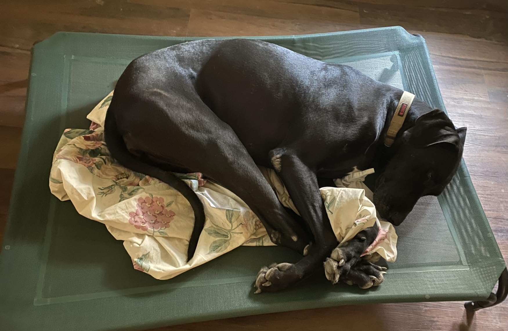 Czpalo Outdoor Elevated Dog Bed for Large Sized Dogs, No-Tool Assembly. Raised design promotes airflow. Tool-free assembly, easy-to-clean mesh, portable, with anti-skid feet. Indoor/outdoor use. customer photo 2