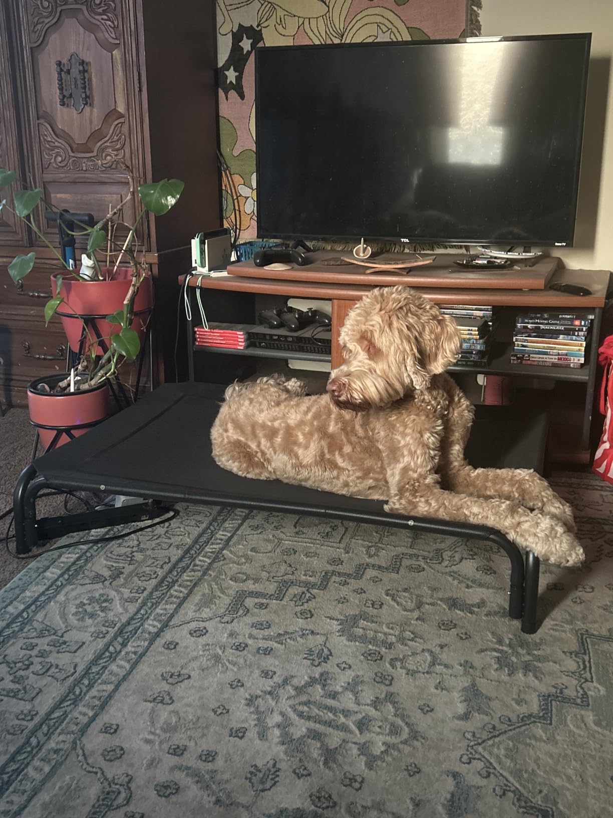 Elevated Dog Bed Raised Outdoor Dog Cot for Large Dogs, Installation Requires No Tools, Frame with Washable Cooling Breathable Mesh Anti-Slip Feet, Indoor Pet Bed, Black, 43.3 Inches customer photo 1