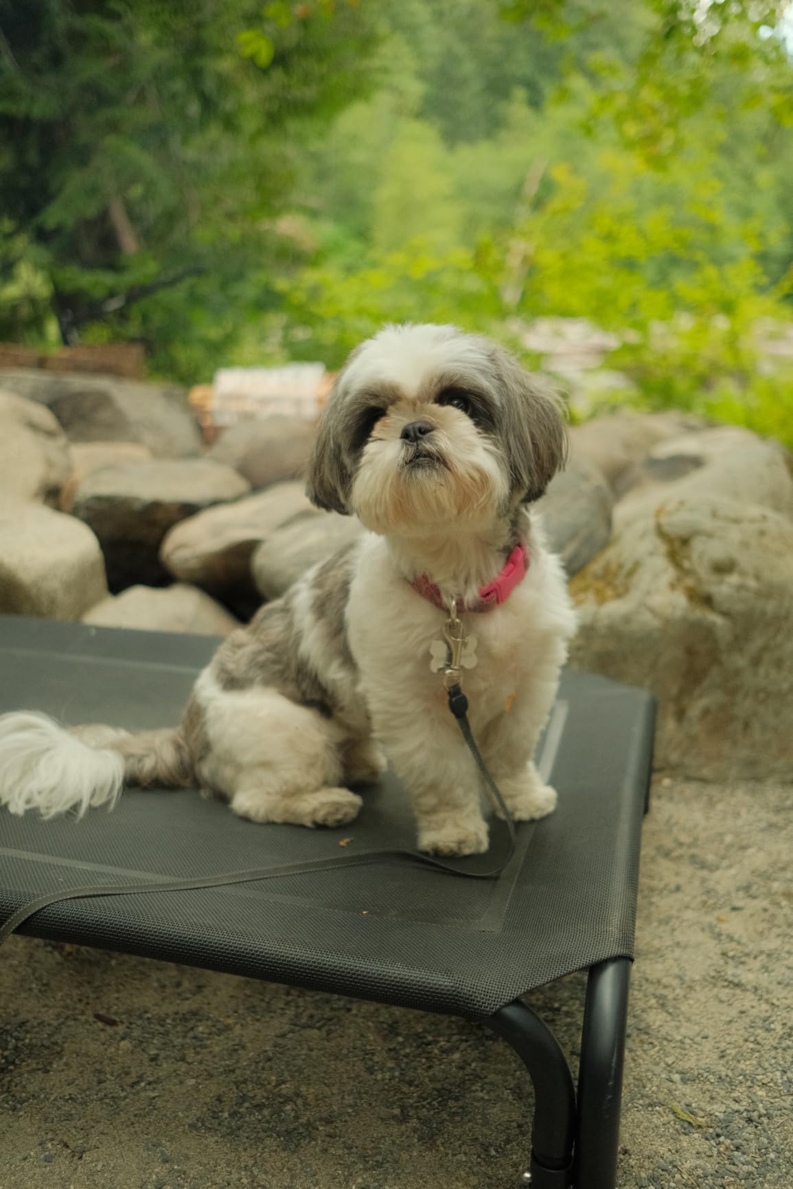 Elevated Dog Bed Raised Outdoor Dog Cot for Large Dogs, Installation Requires No Tools, Frame with Washable Cooling Breathable Mesh Anti-Slip Feet, Indoor Pet Bed, Black, 43.3 Inches customer photo 2