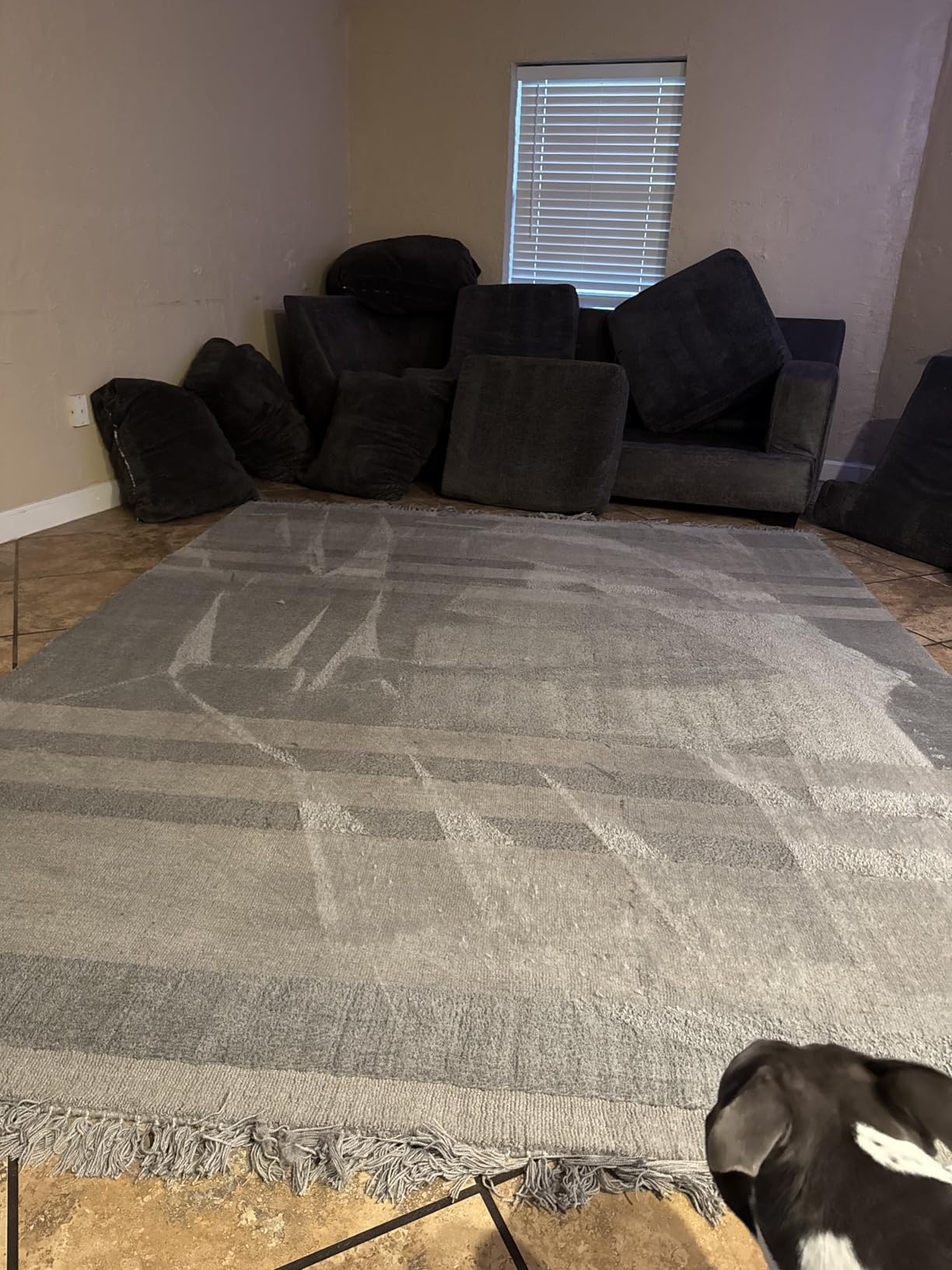Shark CarpetXpert Upright Carpet & Built-in Stain Cleaner, 3 Tools, EX151 customer photo 2