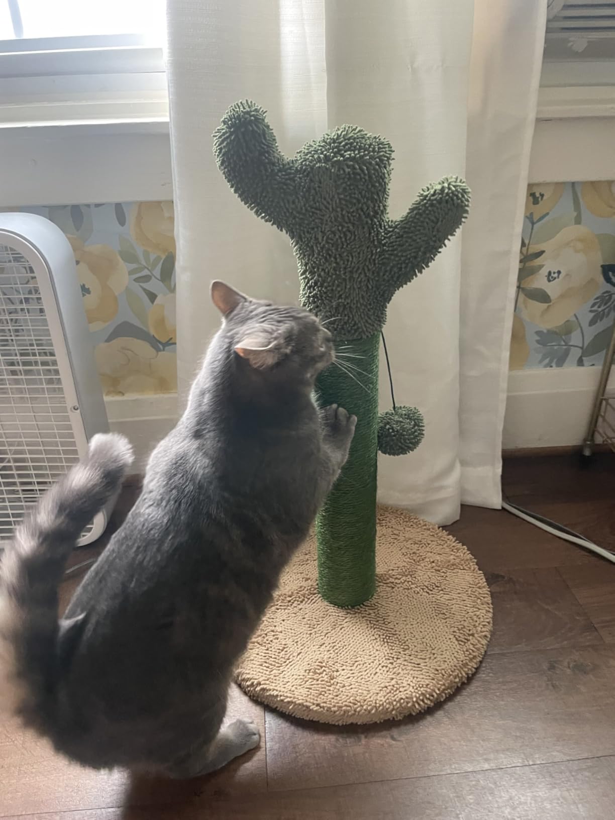 Amazon Basics Cactus Cat Tower for Indoor Cats, 4-in-1 Scratching Post with Curved Perch, Cozy Condo, Natural Sisal, Interactive Dangling Ball, 30.7 in H, Green customer photo 1