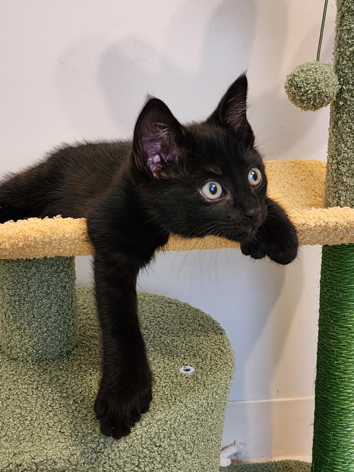 Amazon Basics Cactus Cat Tower for Indoor Cats, 4-in-1 Scratching Post with Curved Perch, Cozy Condo, Natural Sisal, Interactive Dangling Ball, 30.7 in H, Green customer photo 2