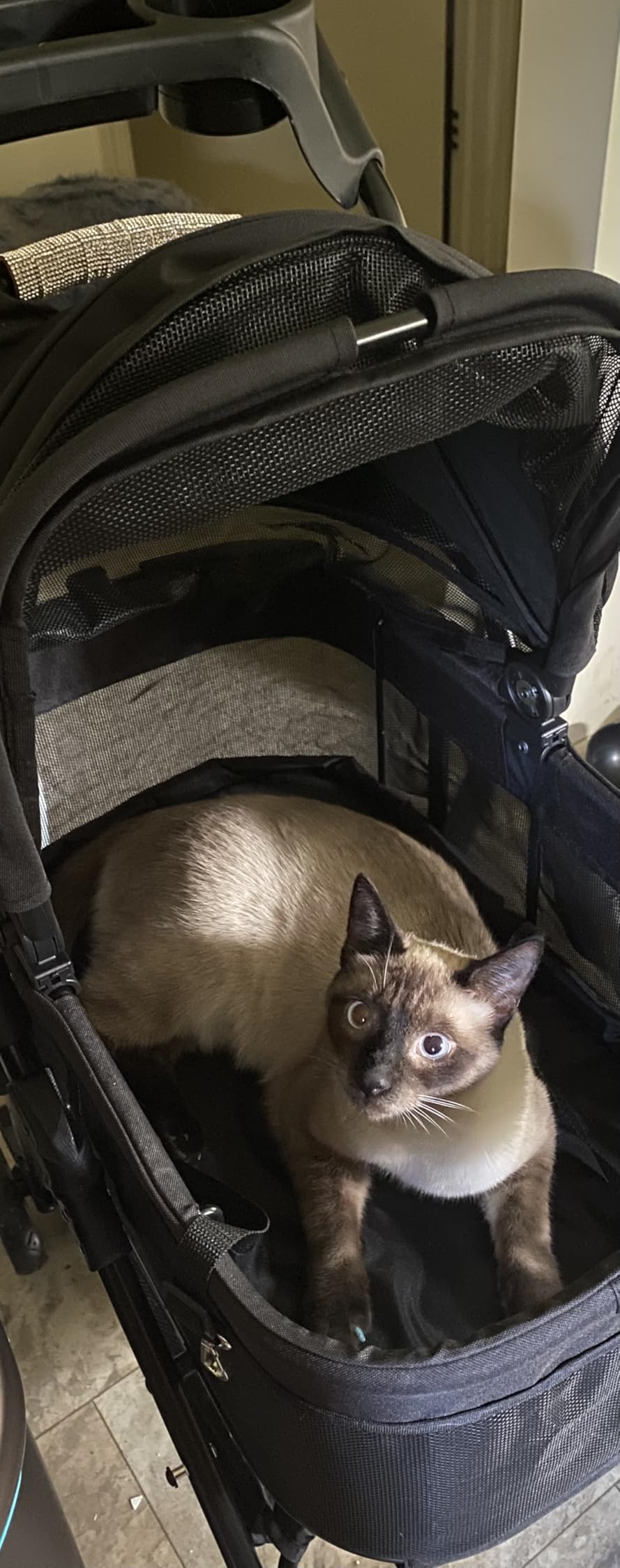 Zoosky 3 in 1 Dog Stroller, Folding Pet Stroller w/Removable Carrier | Small/Medium Dogs and Cats, Waterproof, All-Terrain & 2 Sun Shades, Car Seat, 360° Breathable Mesh customer photo 1