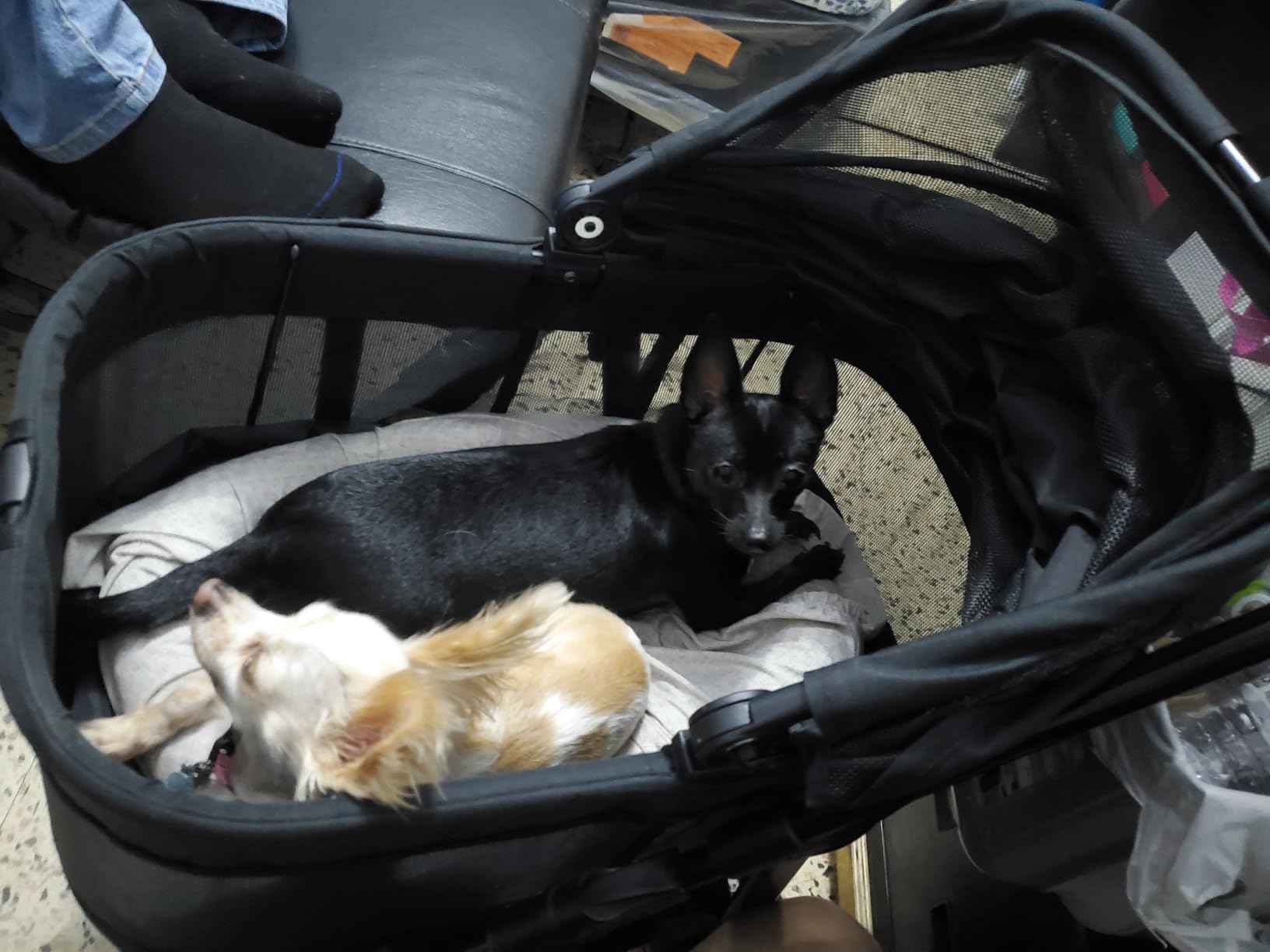 Zoosky 3 in 1 Dog Stroller, Folding Pet Stroller w/Removable Carrier | Small/Medium Dogs and Cats, Waterproof, All-Terrain & 2 Sun Shades, Car Seat, 360° Breathable Mesh customer photo 2