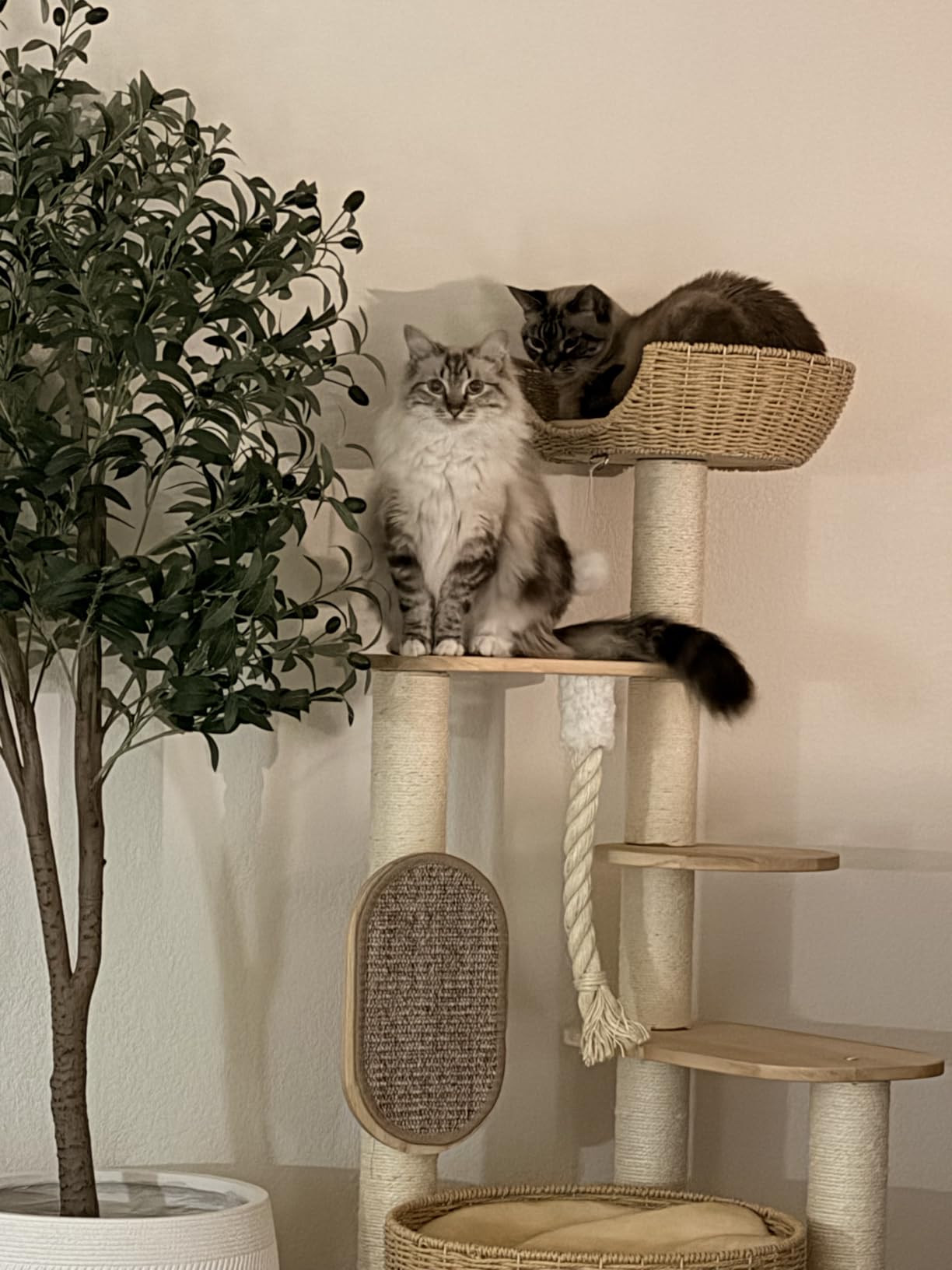 49.6in Solid Wood Cat Tree for Large Cat, Modern Tall Cat Tower customer photo 2