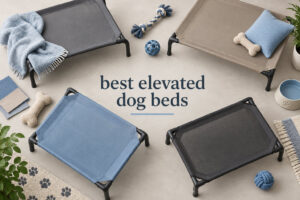 best elevated dog beds