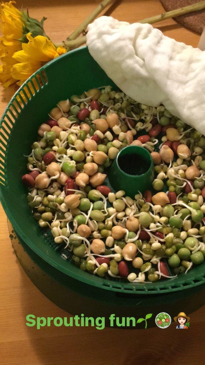 Handy Pantry Complete Sprouts Growing Kit | Sprouting Kit with 3 Stackable Sprouting Trays | Seed Sprouter, BPA-Free | Includes Organic Sprouting Seeds & Instructions customer photo 2