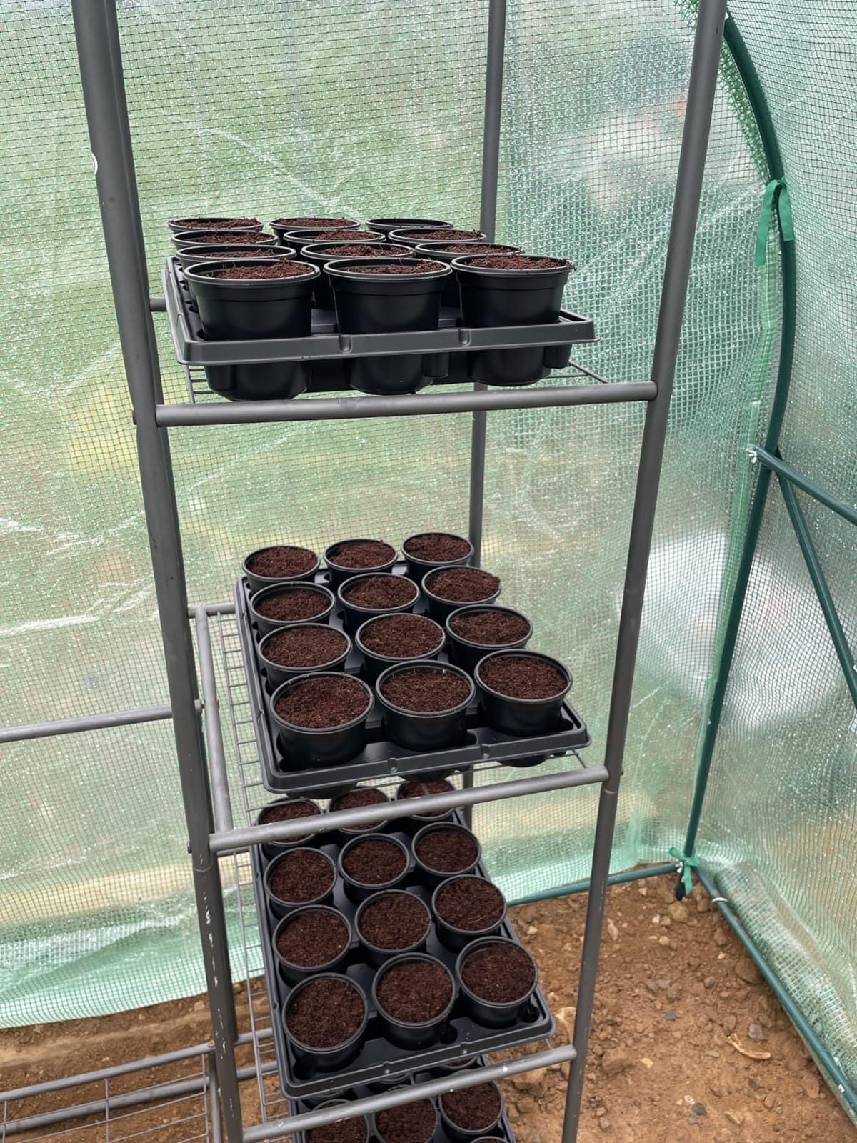 Burpee Organic Coconut Coir Seed Starting Mix, Expands to 16 Quarts customer photo 1