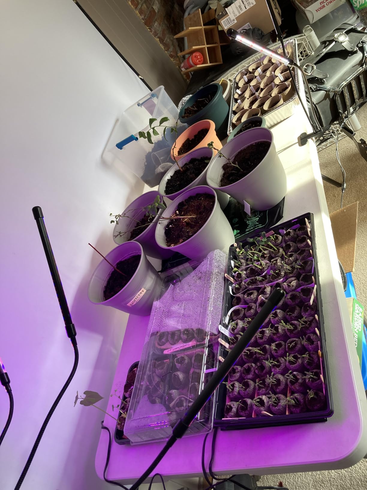 Burpee Organic Coconut Coir Seed Starting Mix, Expands to 16 Quarts customer photo 2