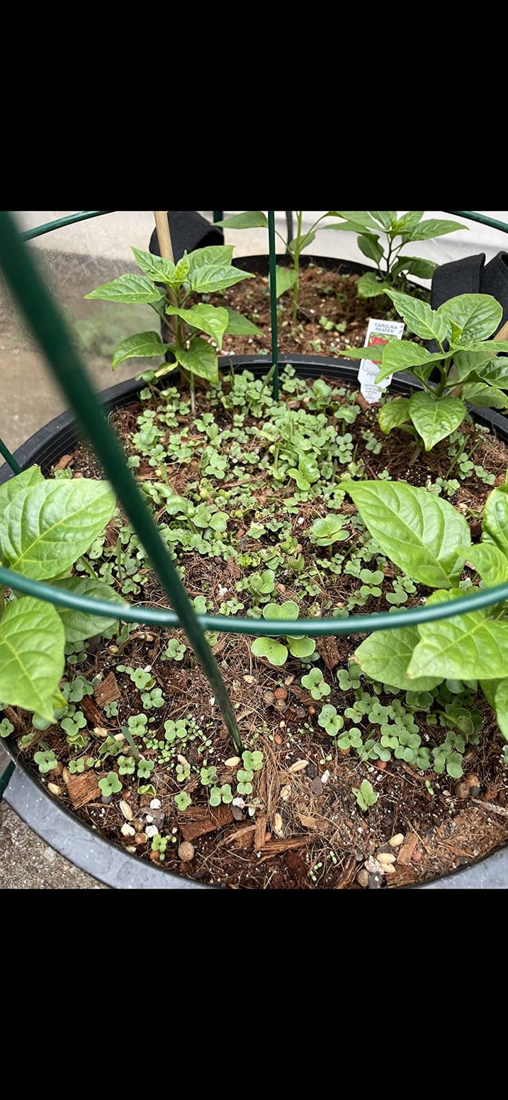 Minute Soil Block - Coco Coir - Compressed - Blocks & Bulk (1 Block) customer photo 2