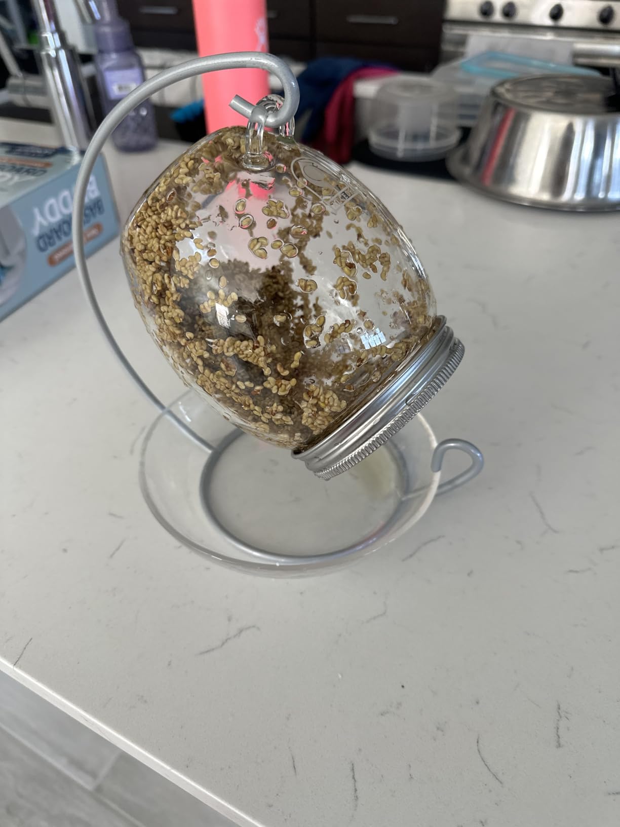 Premium Sprouting Jar Kit - Unique 30 oz Wide Mouth Sprouting Jar, Stand, Tray and 316 Stainless Screen Lid | Decorative Indoor Seed Sprouter and Germinator (1 Kit) customer photo 2